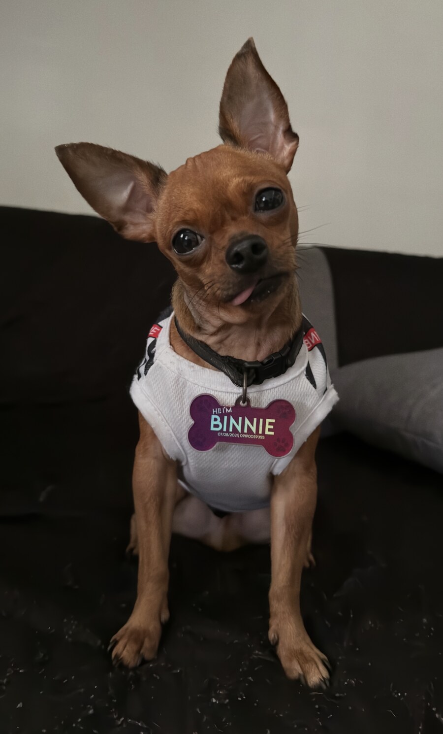 Binnie the miniature pinscher with his name tag