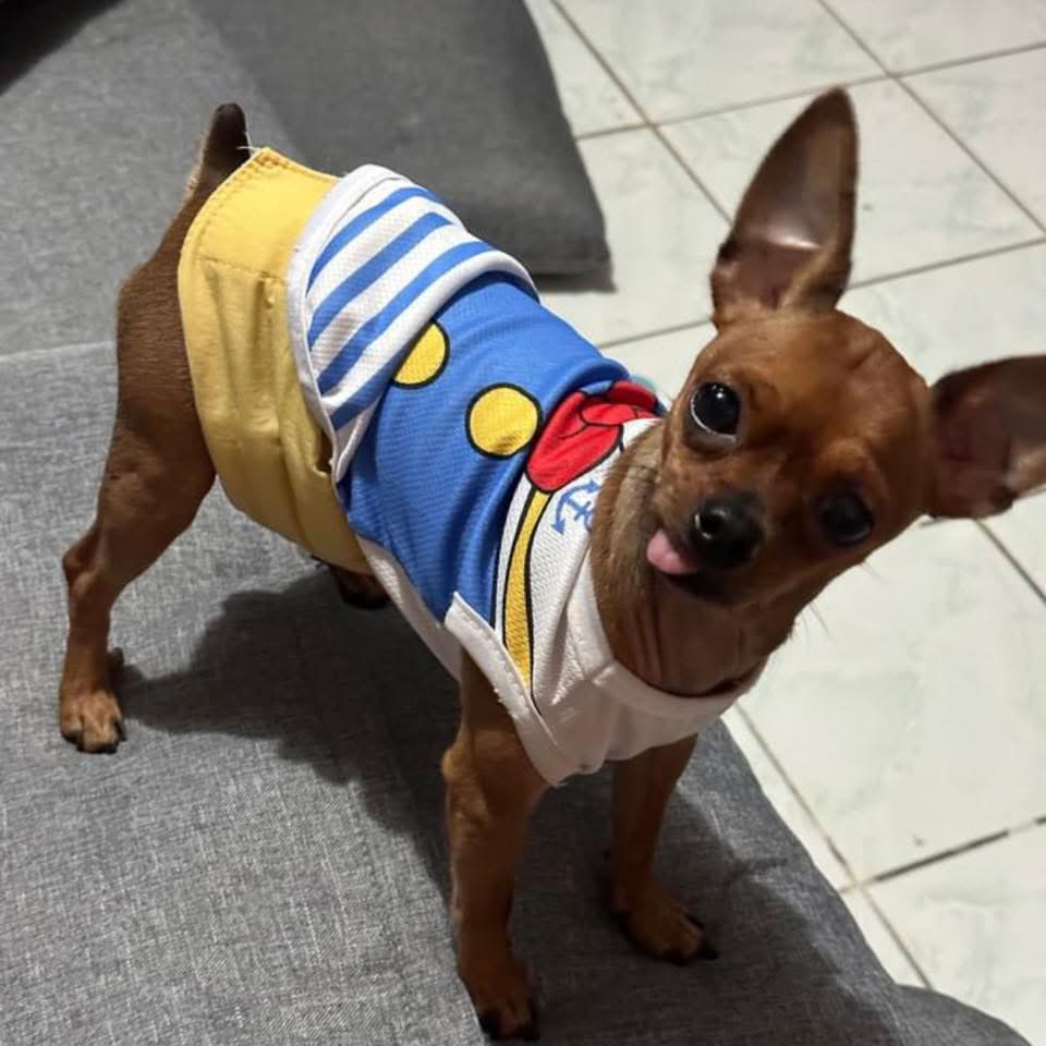 Binnie, a miniature pinscher and the inspiration behind Binnie's Kitchen
